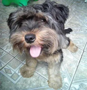 Cachorro raça yorkshire idade 1 ano nome bolinha