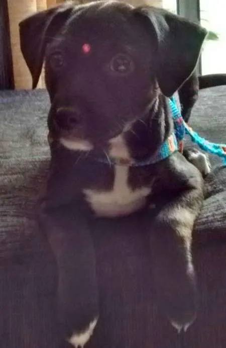 Cachorro ra a SRD idade 2 a 6 meses nome Lucy