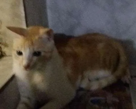 Gato ra a ViraLata idade 1 ano nome Vedita