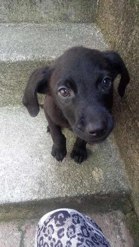 Cachorro raça Viralata idade 2 a 6 meses nome Nenem
