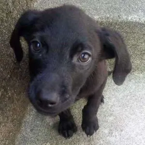 Cachorro raça Viralata idade 2 a 6 meses nome Nenem