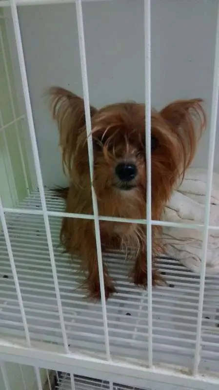 Cachorro raça Yorkshire idade 2 anos nome desconhecido