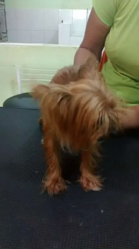 Cachorro raça Yorkshire idade 2 anos nome desconhecido