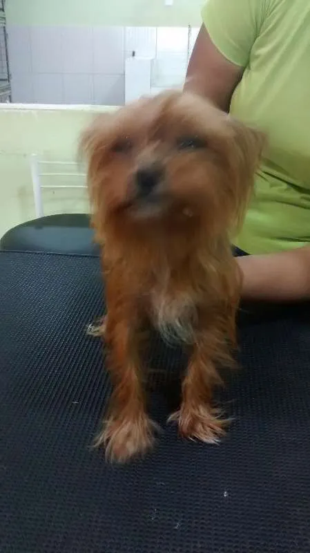 Cachorro raça Yorkshire idade 2 anos nome desconhecido