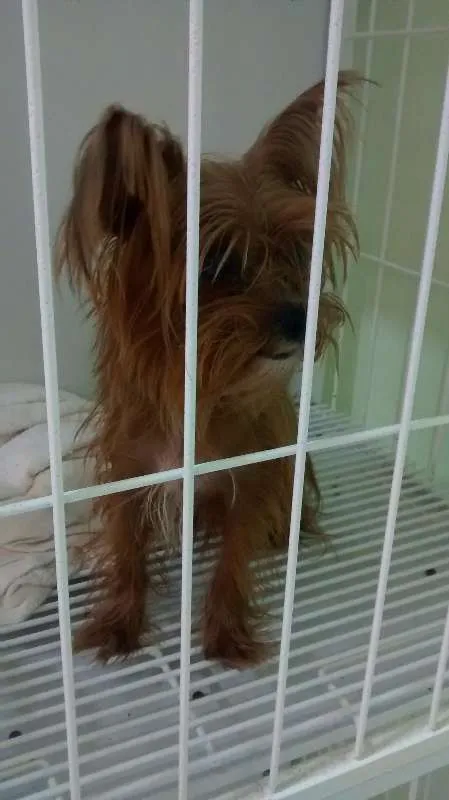 Cachorro raça Yorkshire idade 2 anos nome desconhecido