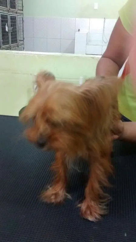 Cachorro raça Yorkshire idade 2 anos nome desconhecido