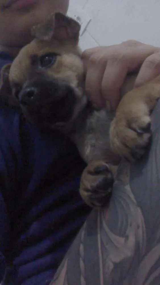 Cachorro ra a srd idade 2 a 6 meses nome bebe