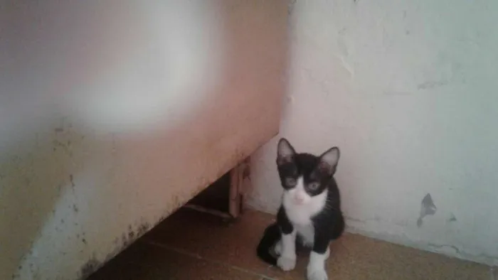 Gato raça sem ração definida idade 2 a 6 meses nome cocada
