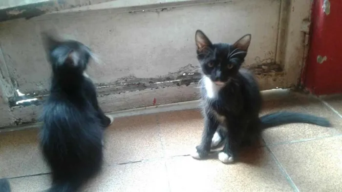 Gato raça sem ração definida idade 2 a 6 meses nome cocada