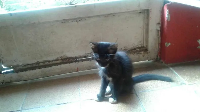 Gato raça sem ração definida idade 2 a 6 meses nome cocada