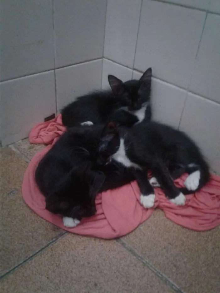 Gato raça sem ração definida idade 2 a 6 meses nome cocada