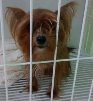 Cachorro raça Yorkshire idade 2 anos nome desconhecido