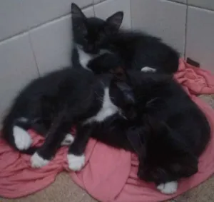 Gato raça sem ração definida idade 2 a 6 meses nome cocada