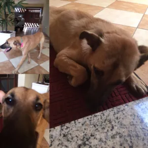 Cachorro raça Srd idade 2 anos nome Princesa