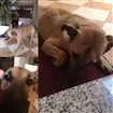 Cachorro raça Srd idade 2 anos nome Princesa
