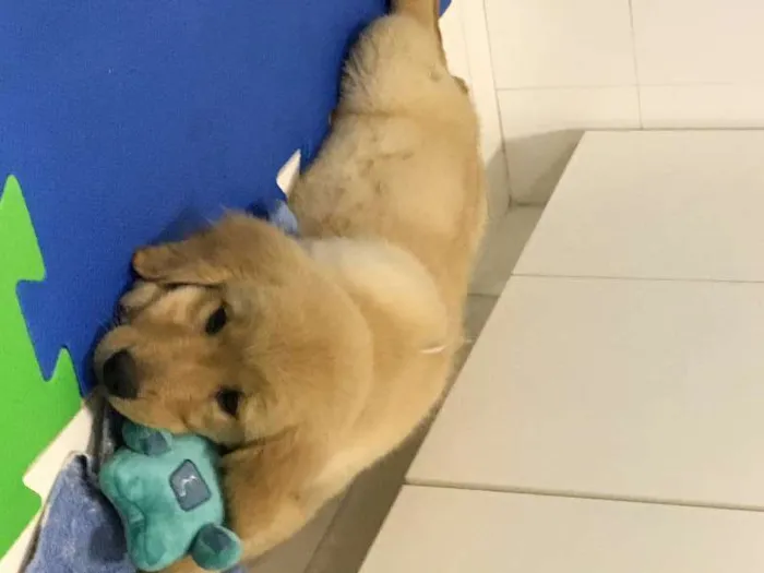 Cachorro ra a Golden Ritriever idade 2 a 6 meses nome Gaston