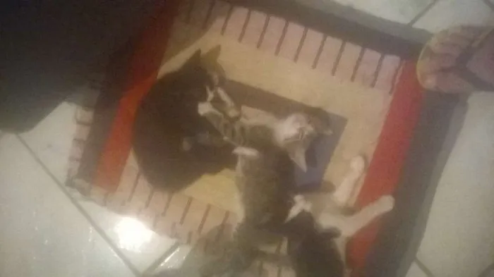Gato ra a ndf idade Abaixo de 2 meses nome lulu mimi tata