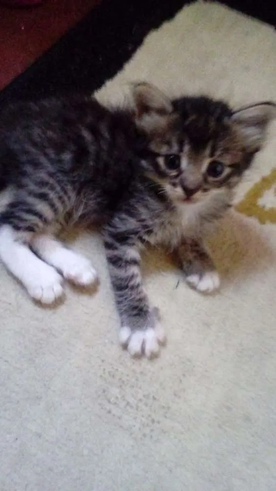 Gato ra a Sem raça definida idade 2 a 6 meses nome Mec,Jordan, Lele