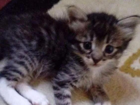 Gato ra a Sem raça definida idade 2 a 6 meses nome Mec,Jordan, Lele