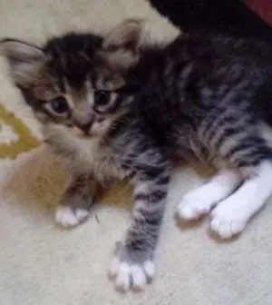 Gato raça Sem raça definida idade 2 a 6 meses nome Mec,Jordan, Lele