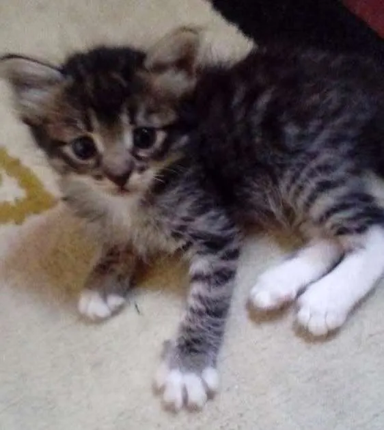 Gato ra a Sem raça definida idade 2 a 6 meses nome Mec,Jordan, Lele