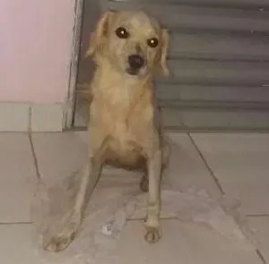 Cachorro raça Poodle com vira-lata  idade 3 anos nome Pimenta