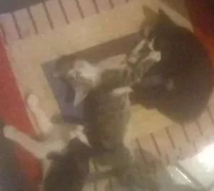 Gato raça ndf idade Abaixo de 2 meses nome lulu mimi tata