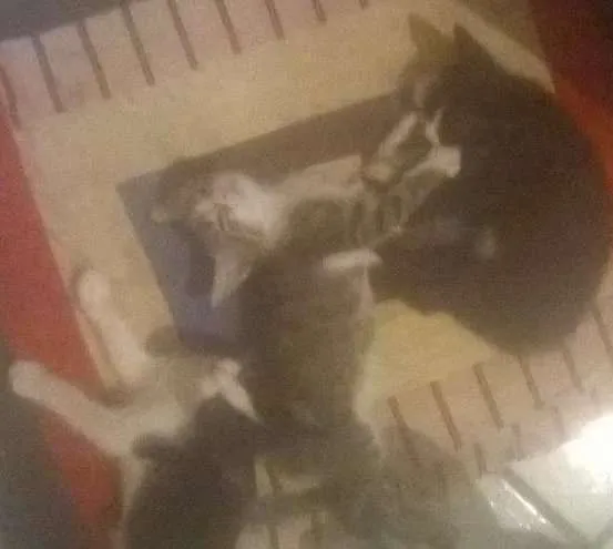 Gato ra a ndf idade Abaixo de 2 meses nome lulu mimi tata
