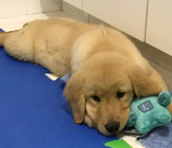 Cachorro ra a Golden Ritriever idade 2 a 6 meses nome Gaston