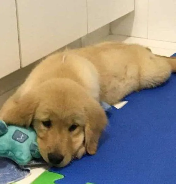 Cachorro ra a Golden Ritriever idade 2 a 6 meses nome Gaston