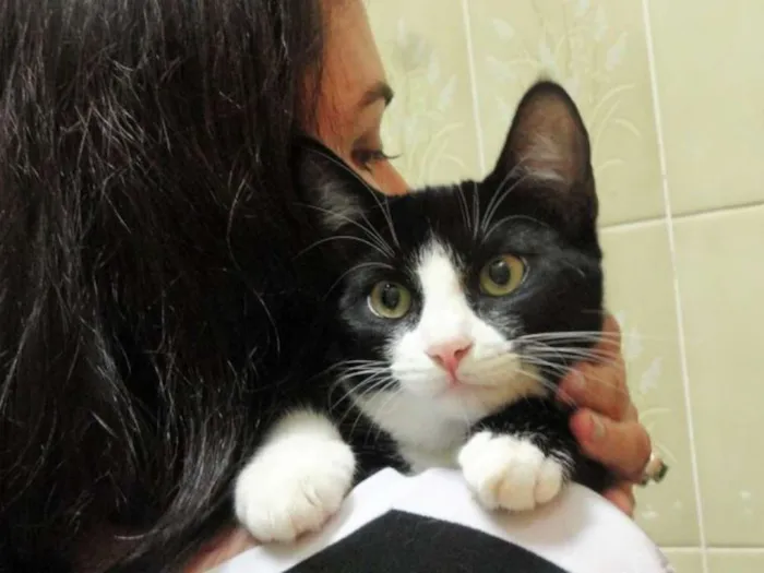 Gato ra a SRD idade 7 a 11 meses nome Deneuve