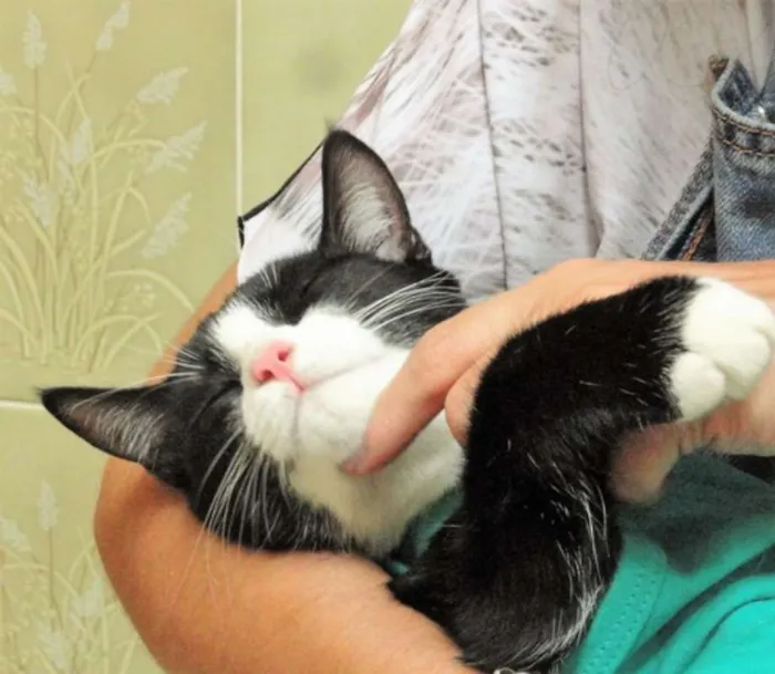 Gato ra a SRD idade 7 a 11 meses nome Deneuve