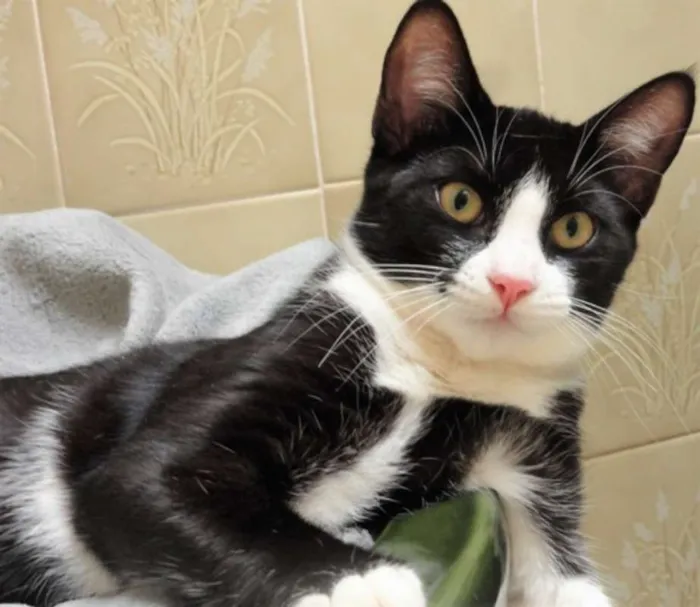 Gato ra a SRD idade 7 a 11 meses nome Deneuve