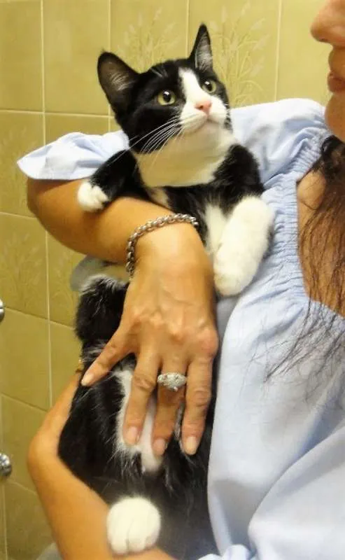 Gato ra a SRD idade 7 a 11 meses nome Deneuve