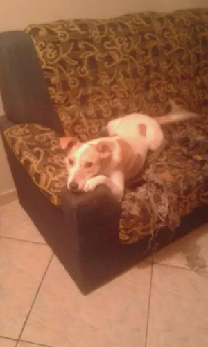 Cachorro raça Foz paulista  idade 1 ano nome Pitucha 