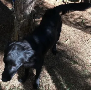 Cachorro raça SRD idade 1 ano nome Sem nome