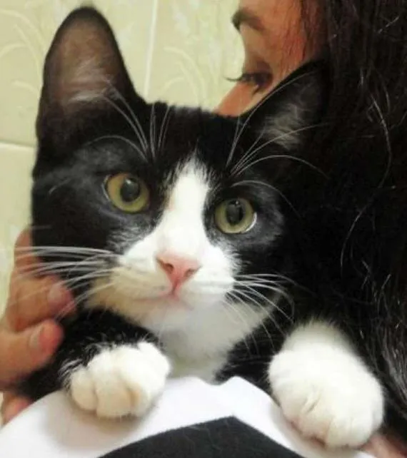 Gato ra a SRD idade 7 a 11 meses nome Deneuve