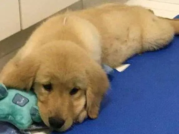 Cachorro ra a Golden Ritriever idade 2 a 6 meses nome Gaston
