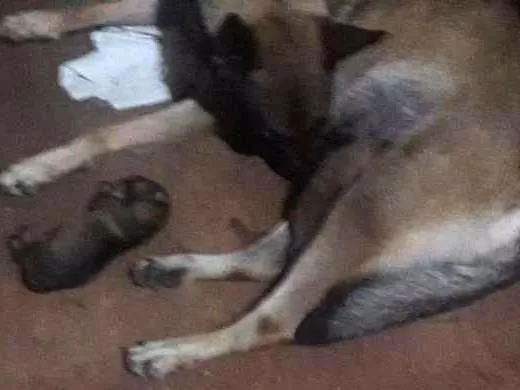 Cachorro ra a Pastor Alemão idade Abaixo de 2 meses nome lulu
