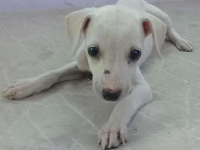 Cachorro raça Sem Raça  idade 2 a 6 meses nome Lola