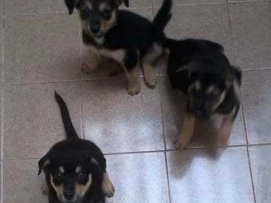 Cachorro ra a SRD idade 2 a 6 meses nome Sem nome