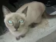 lua