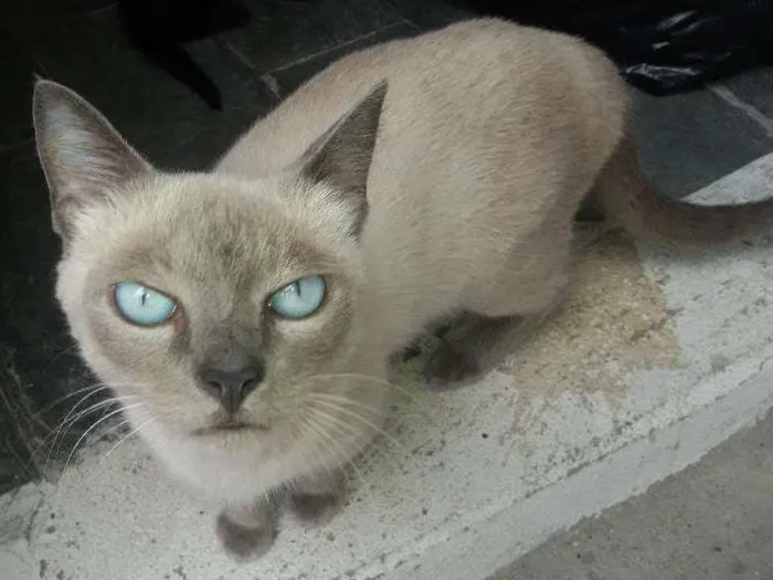 Gato raça siames idade 2 a 6 meses nome lua