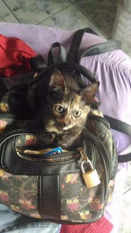 Gato ra a SRD idade 2 a 6 meses nome Paçoca