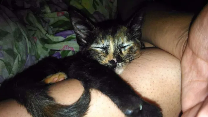 Gato ra a SRD idade 2 a 6 meses nome Paçoca