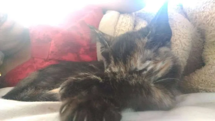 Gato ra a SRD idade 2 a 6 meses nome Paçoca