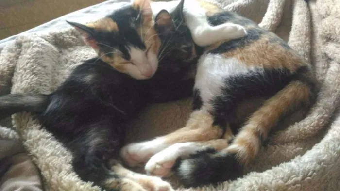 Gato ra a SRD idade 2 a 6 meses nome Paçoca