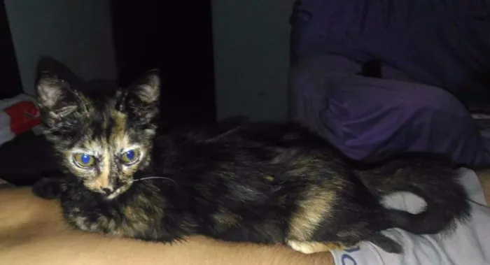 Gato ra a SRD idade 2 a 6 meses nome Paçoca