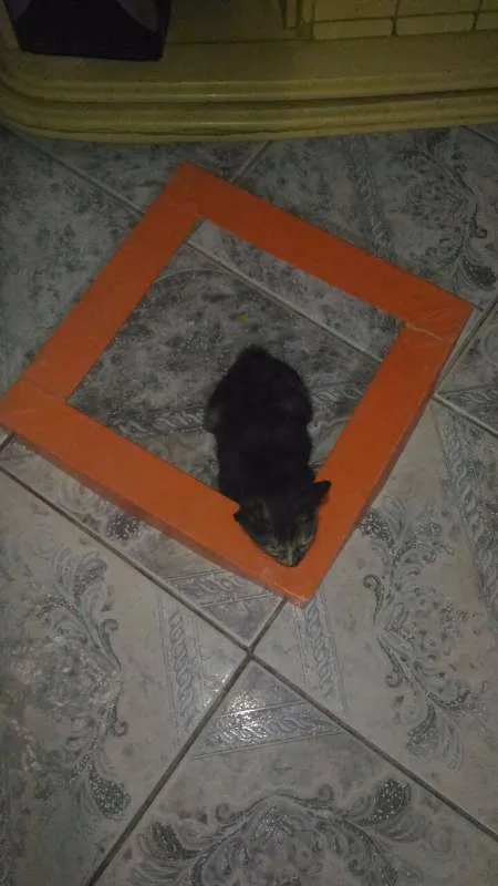 Gato ra a SRD idade 2 a 6 meses nome Paçoca