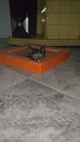Paçoca